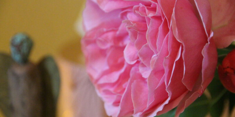 Nahaufnahme einer gefüllten rosafarbenen Rosenblüte, schemenhafte Figur im Hintergrund