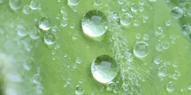 Wassertropfen auf Frauenmantelblatt, Naturdetail für Coaching auf Wohlfuehlzeit-verl.de