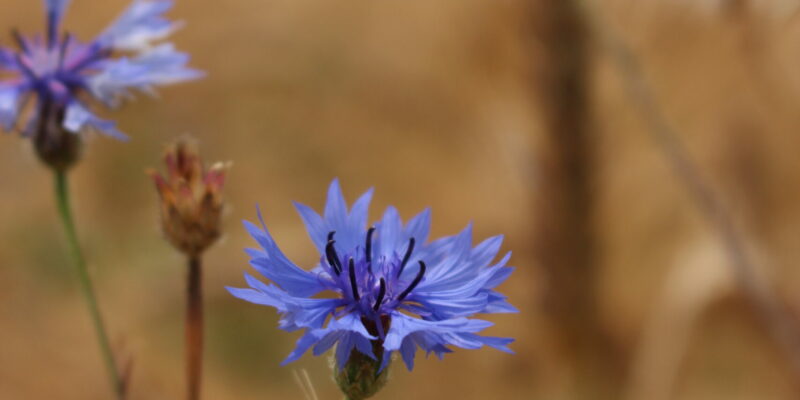 Kornblume im Gerstenfeld, Symbol für Natur und Achtsamkeit auf Wohlfuehlzeit-verl.de