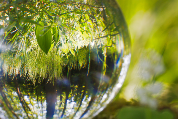 Wassertropfen als Makroaufnahme mit spiegelnder Waldlandschaft und Natur im Hintergrund