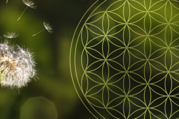 Pusteblume mit wegfliegenden Samen und grüner Blume des Lebens als Symbol für Sankalpa